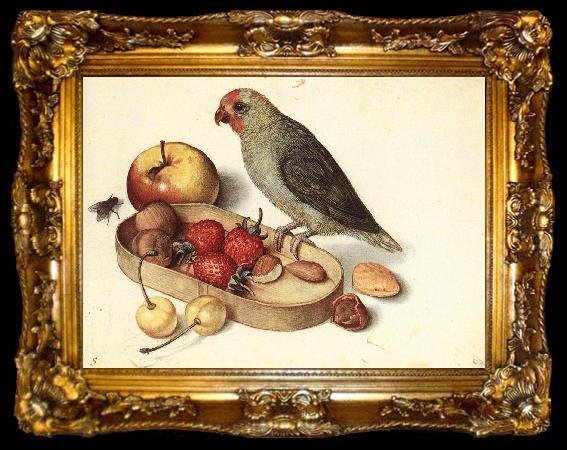 framed  FLEGEL, Georg Still-Life with Pygmy Parrot dfg, ta009-2